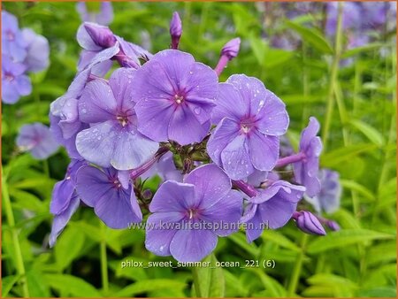 Phlox 'Sweet Summer Ocean'