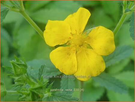 Potentilla recta