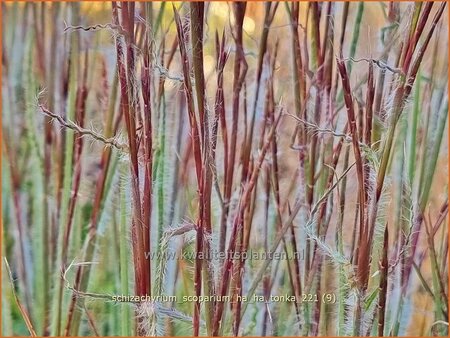 Schizachyrium scoparium &#39;Ha Ha Tonka&#39;