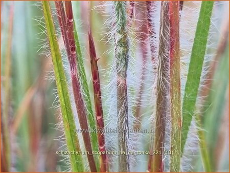 Schizachyrium scoparium &#39;Ha Ha Tonka&#39;