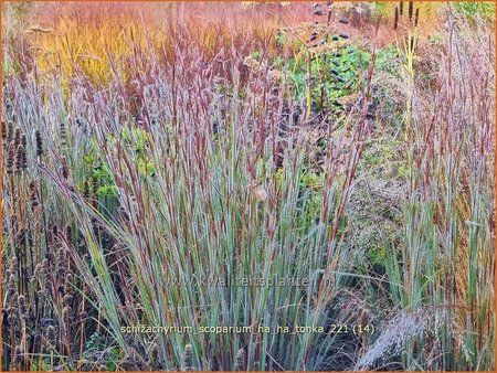 Schizachyrium scoparium &#39;Ha Ha Tonka&#39;