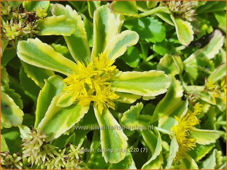 Sedum ellacombianum &#39;Cutting Edge&#39;