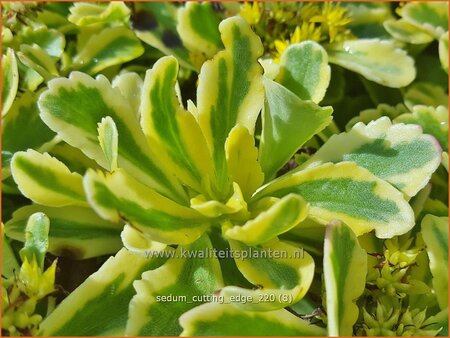 Sedum ellacombianum &#39;Cutting Edge&#39;