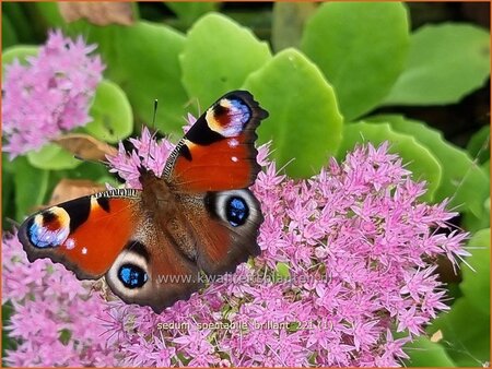 Sedum spectabile &#39;Brillant&#39;