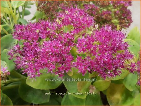 Sedum spectabile &#39;Meteor&#39;