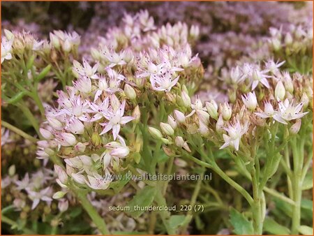 Sedum &#39;Thundercloud&#39;