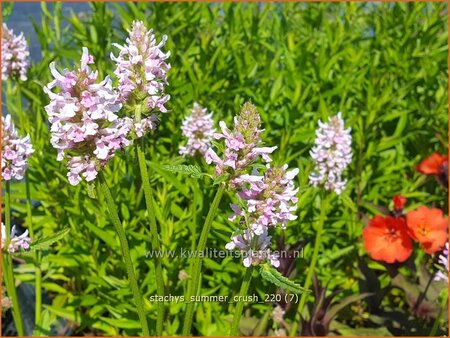 Stachys &#39;Summer Crush&#39;