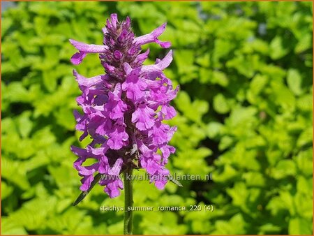 Stachys &#39;Summer Romance&#39;