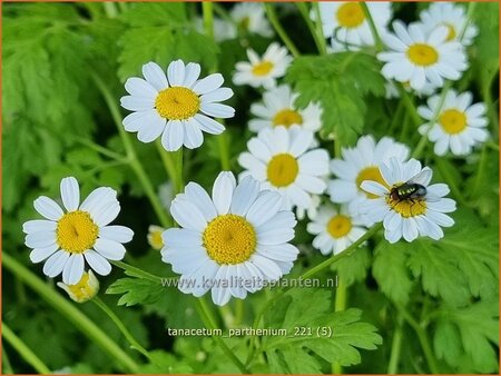 Tanacetum parthenium