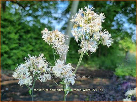 Thalictrum aquilegifolium &#39;Nimbus White&#39;