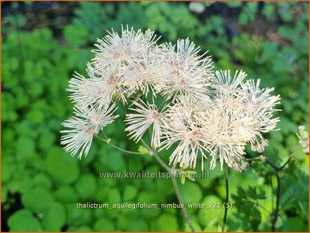 Thalictrum aquilegifolium &#39;Nimbus White&#39;