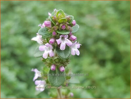 Thymus citriodorus &#39;Lemon Supreme&#39;