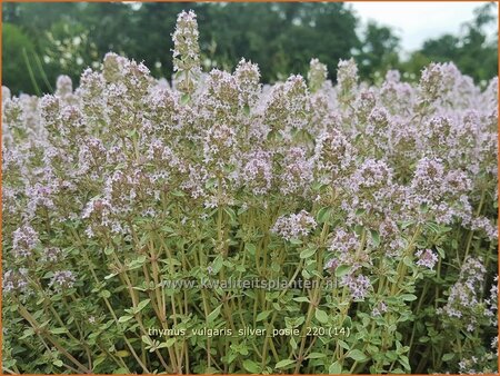 Thymus vulgaris &#39;Silver Posie&#39;