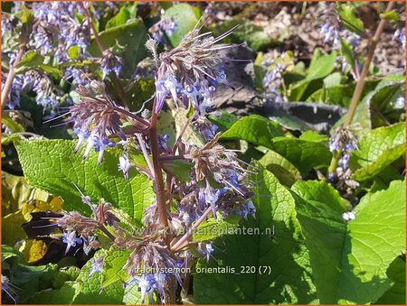 Trachystemon orientalis