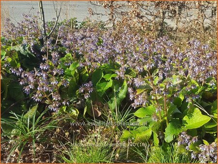 Trachystemon orientalis