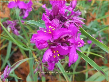 Tradescantia &#39;Red Grape&#39;