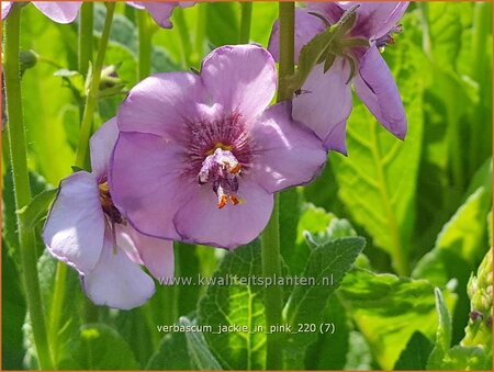 Verbascum &#39;Jackie in Pink&#39;