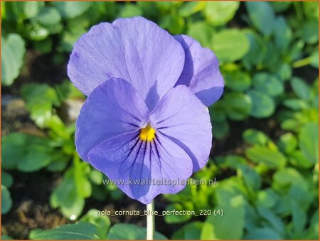 Viola cornuta &#39;Blue Perfection&#39;