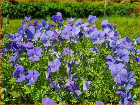 Viola cornuta &#39;Blue Perfection&#39;