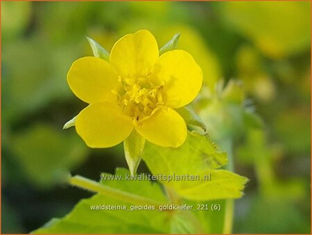 Waldsteinia geoides &#39;Goldkäfer&#39;