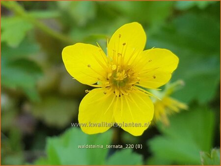 Waldsteinia ternata