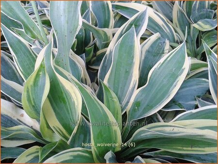 Hosta &#39;Wolverine&#39;