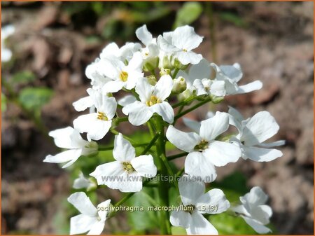 Pachyphragma macrophylla