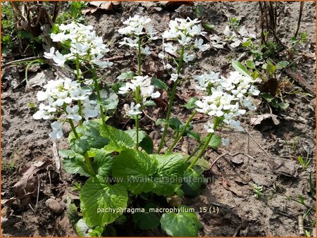 Pachyphragma macrophylla