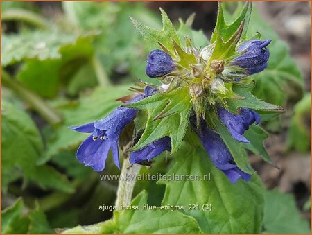 Ajuga incisa &#39;Blue Enigma&#39;