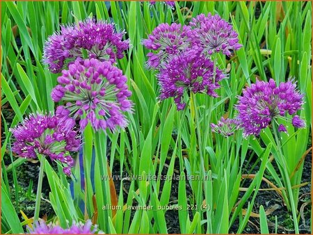 Allium 'Lavender Bubbles'