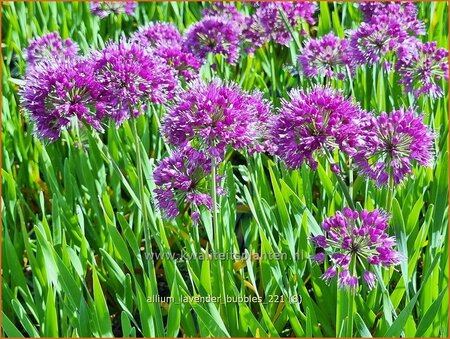 Allium 'Lavender Bubbles'