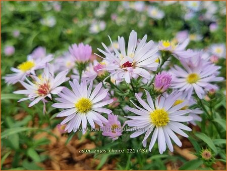 Aster &#39;Anja&#39;s Choice&#39;