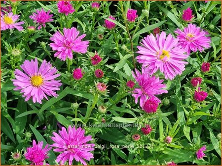 Aster novi-belgii &#39;Rosa Perle&#39;