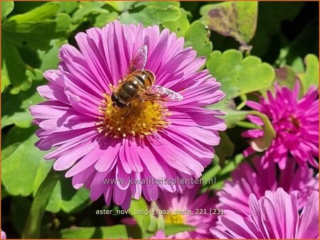 Aster novi-belgii &#39;Rosa Perle&#39;