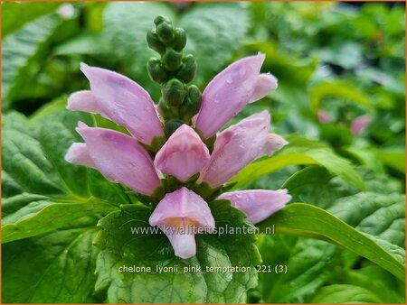 Chelone lyonii &#39;Pink Temptation&#39;