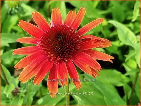 Echinacea &#39;Carrot Cake&#39;