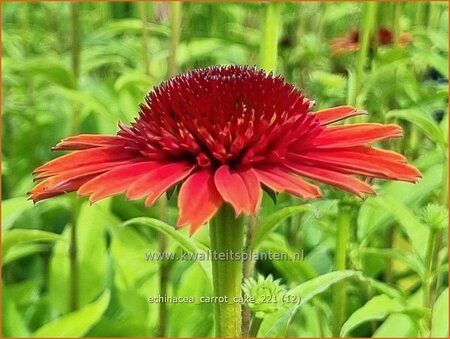 Echinacea &#39;Carrot Cake&#39;