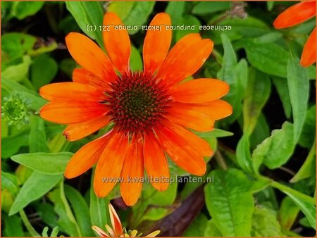 Echinacea purpurea &#39;Lakota Orange&#39;