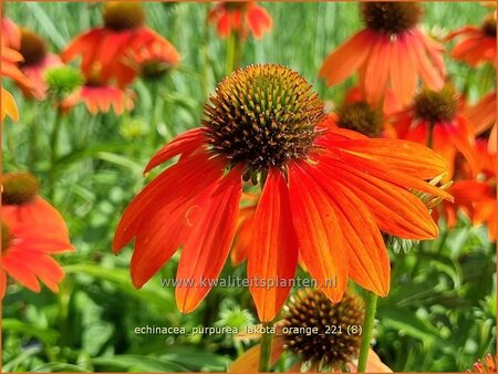 Echinacea purpurea &#39;Lakota Orange&#39;