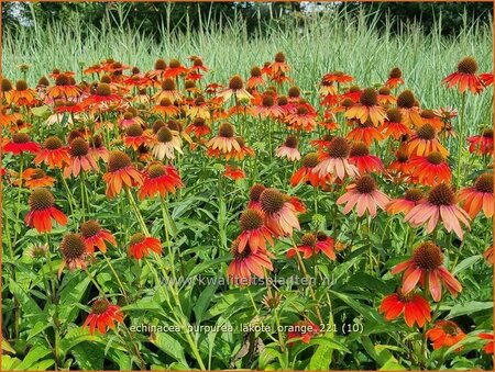 Echinacea purpurea &#39;Lakota Orange&#39;