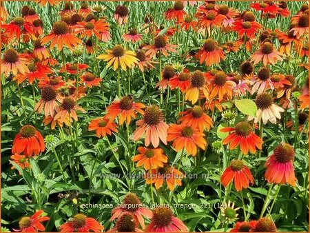 Echinacea purpurea &#39;Lakota Orange&#39;