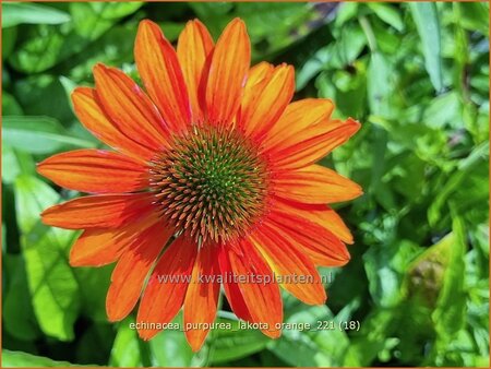 Echinacea purpurea &#39;Lakota Orange&#39;