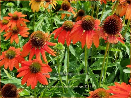 Echinacea purpurea &#39;Lakota Orange&#39;