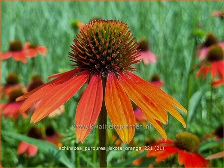 Echinacea purpurea &#39;Lakota Orange&#39;