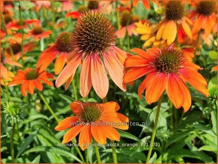 Echinacea purpurea &#39;Lakota Orange&#39;