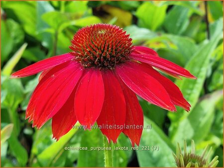 Echinacea purpurea &#39;Lakota Red&#39;