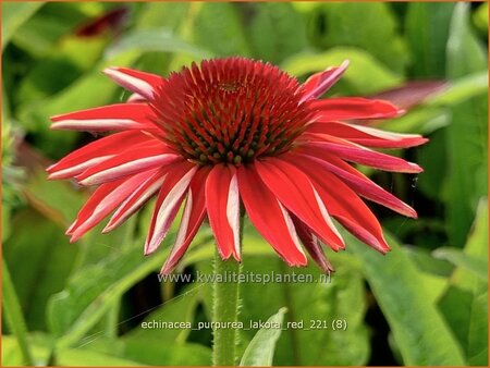 Echinacea purpurea &#39;Lakota Red&#39;