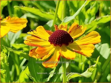 Helenium &#39;Amber Dwarf&#39;