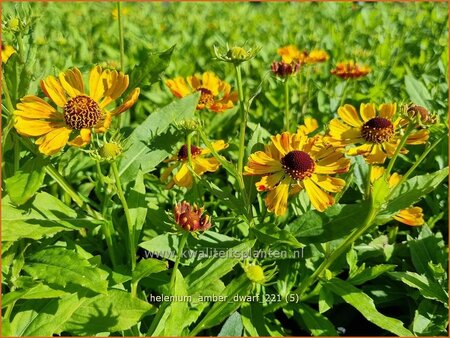 Helenium &#39;Amber Dwarf&#39;