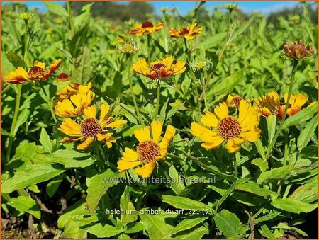 Helenium &#39;Amber Dwarf&#39;